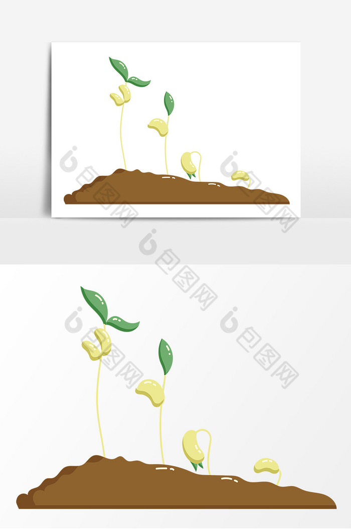 豆瓣种子萌发阶段图片图片