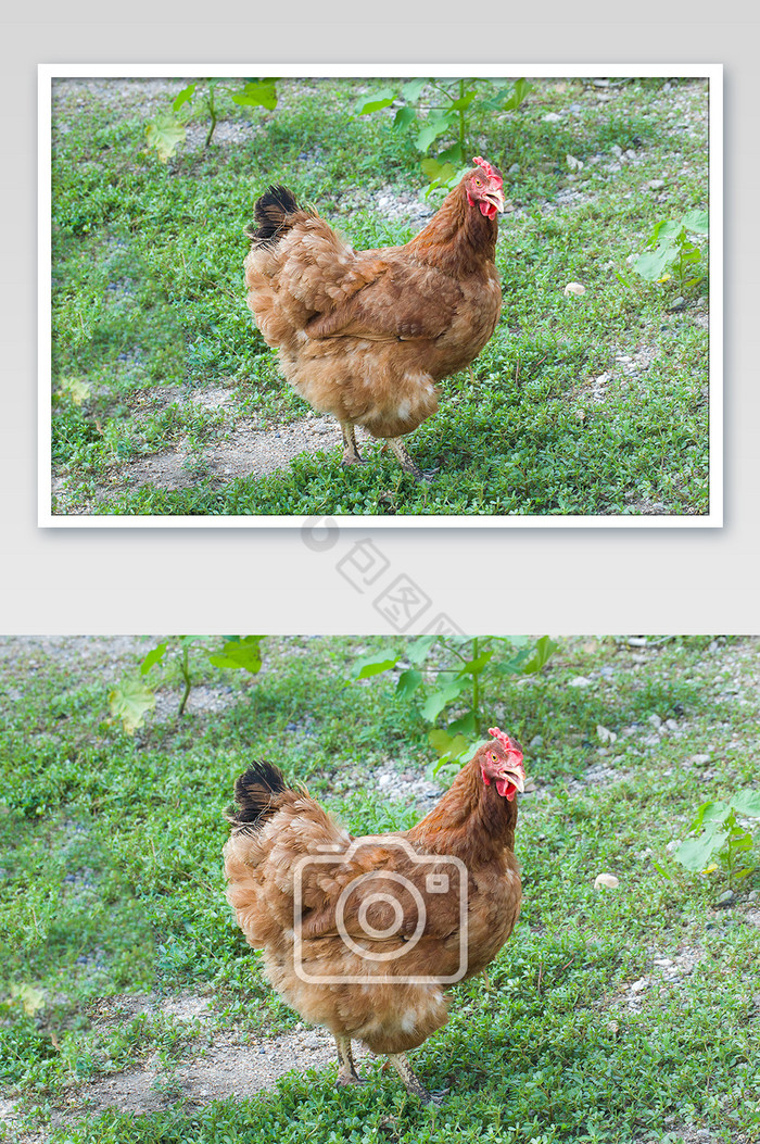 农村鸡家禽类鸡肉鸡蛋图片