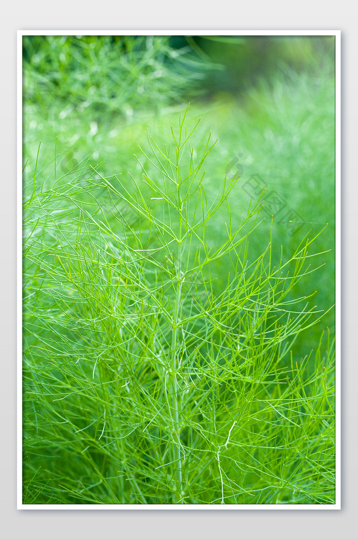 食材调味品茴香荤香竖版