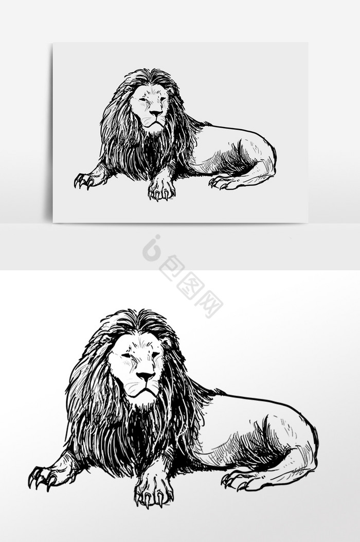 线描野生动物狮子插画图片