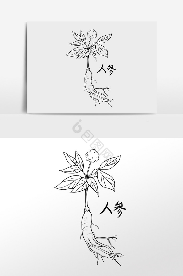 线描植物中草药人参插画图片