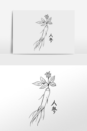 线描中草药药材植物人参插画