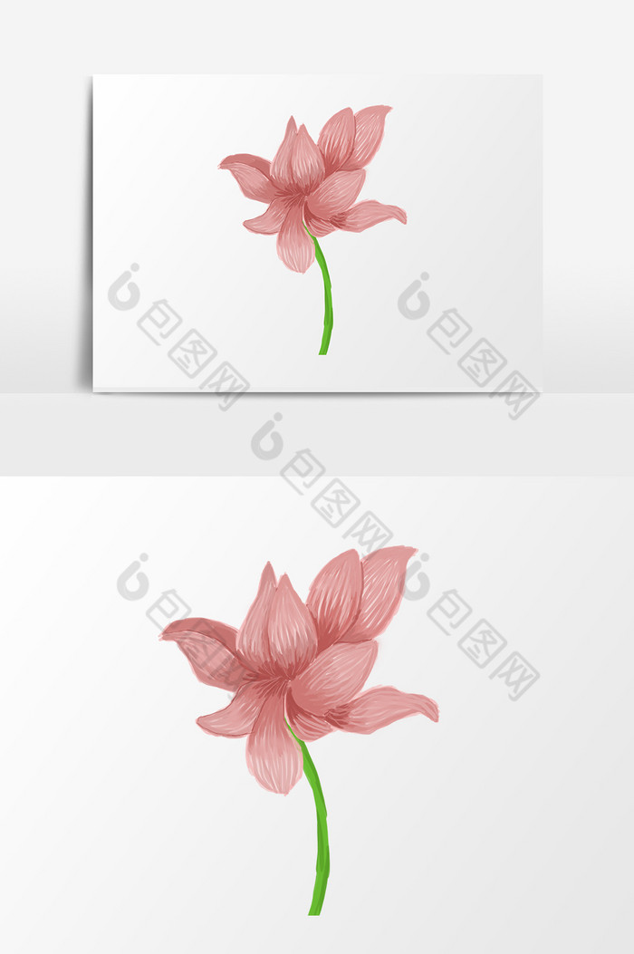 花卉花朵粉图片图片