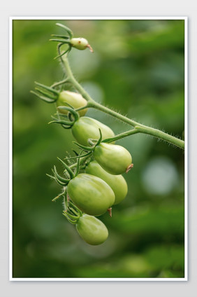 西红柿蔬菜种植结果