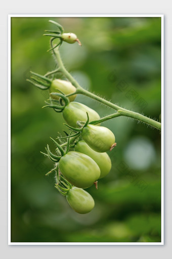 西红柿蔬菜种植结果图片