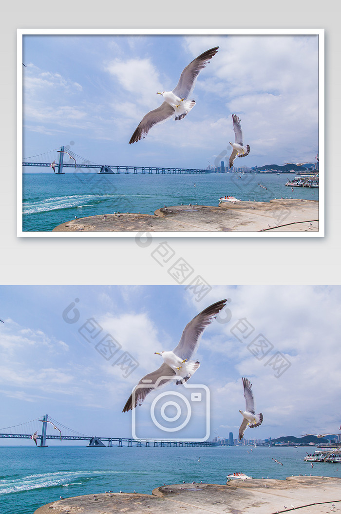 大连星海湾海鸥海边摄影图片