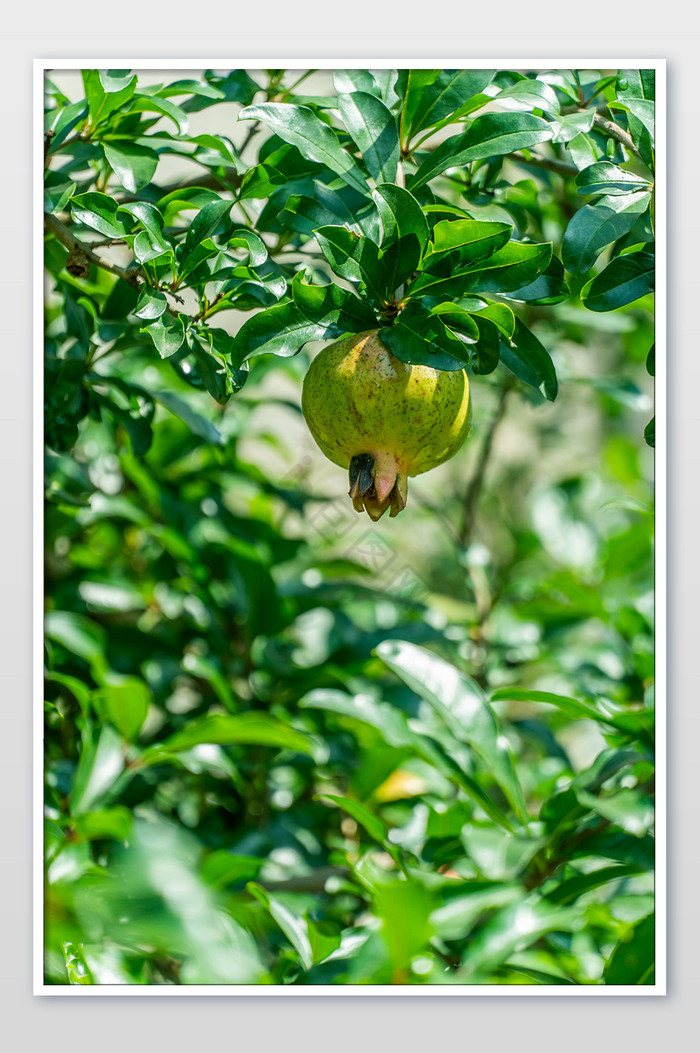 当季水果石榴树石榴果实营养高清摄影图图片