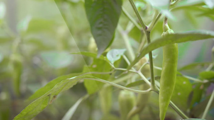 农业绿色蔬菜青椒西红柿高清实拍视频