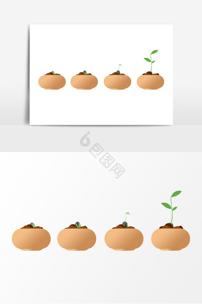 植物生长过程图片