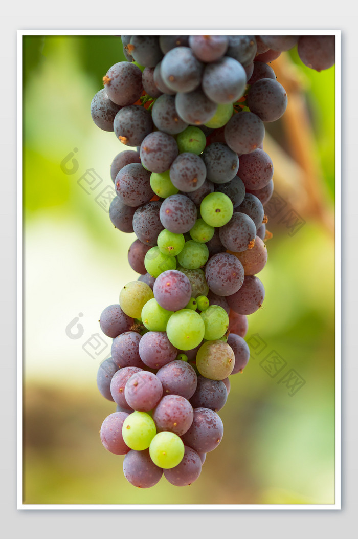 葡萄园葡萄成熟摄影图片