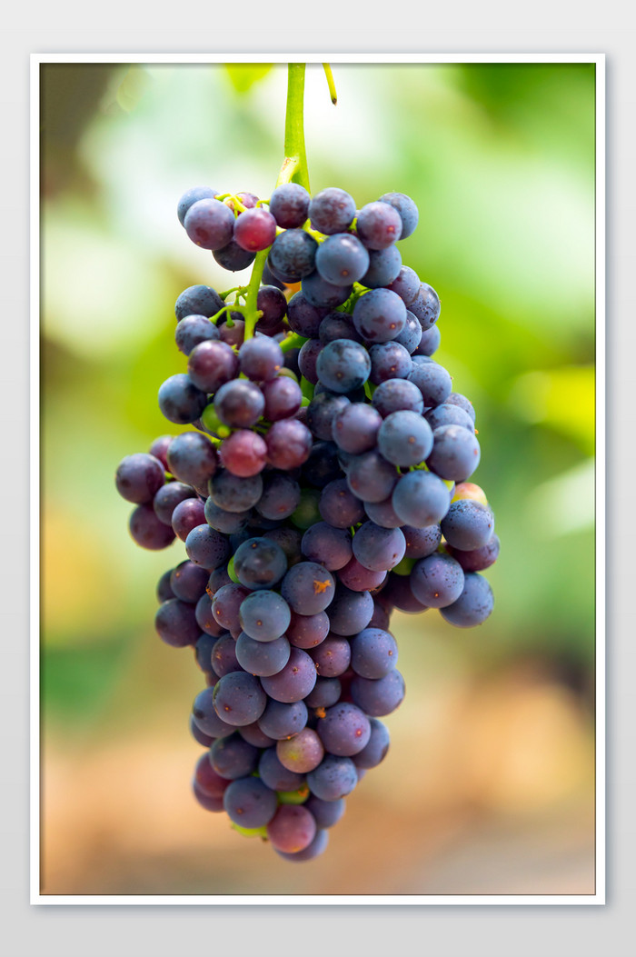 果园的葡萄熟了特写图片