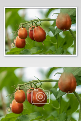 水果番茄结果成熟