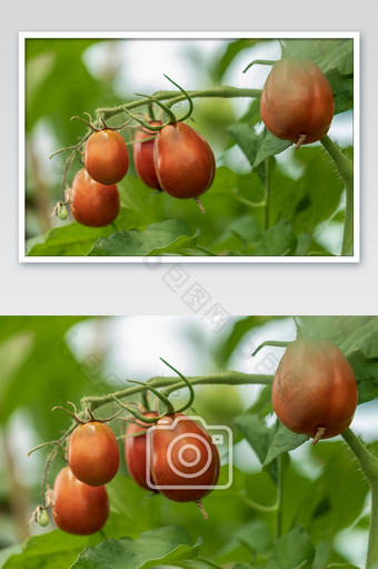 水果番茄结果成熟图片