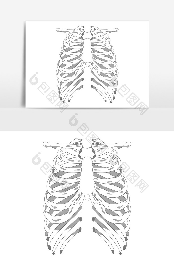 手绘黑白线条人体骨骼骨架胸腔骨AI矢量