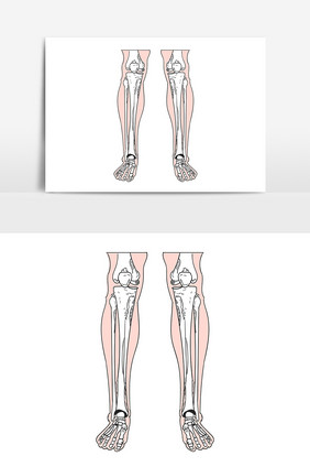 手绘黑白线条人体骨骼骨架腿骨AI矢量