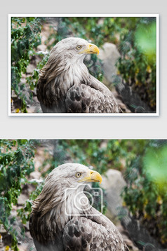 威武的老鹰侧脸