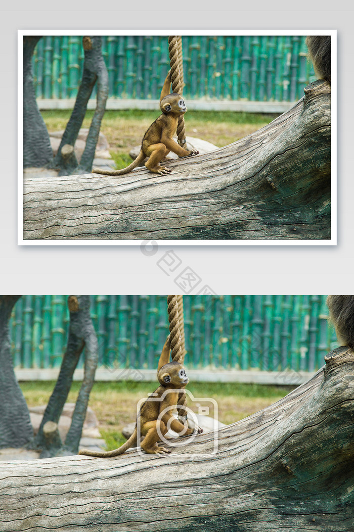 动物园可爱金丝猴摄影图片