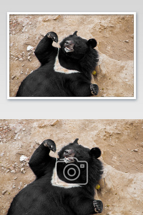 大气野生的动物黑熊摄影