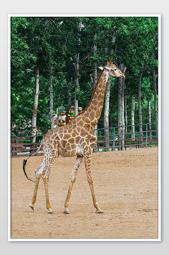 动物园可爱斑点长颈鹿的摄影图片下载