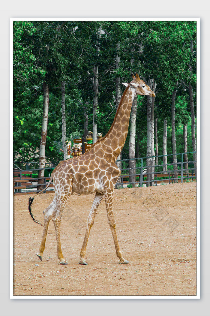 动物园可爱斑点长颈鹿的摄影图片