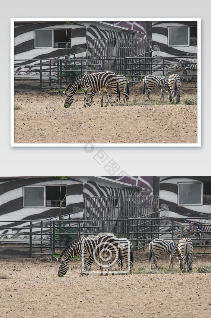 大气野生动物斑马摄影