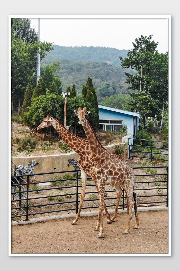 园的的长颈鹿片素材免费下载,本次作品主题是摄影图,使用场景是其它