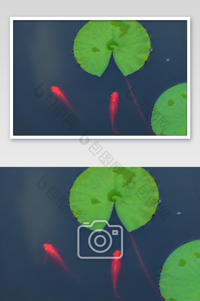 荷塘红鲤鱼摄影图片