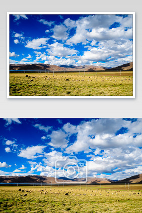 西藏高原天然牧场