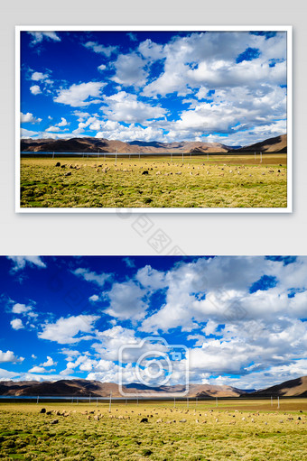 西藏高原天然牧场图片
