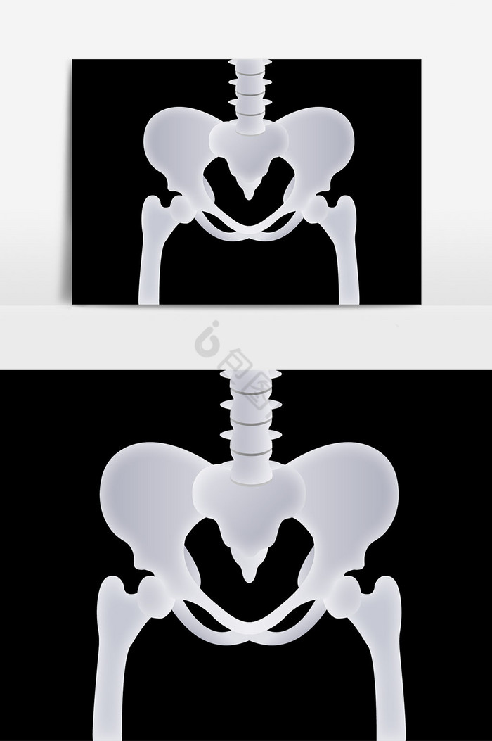 透气拟真人体骨骼盆骨图片