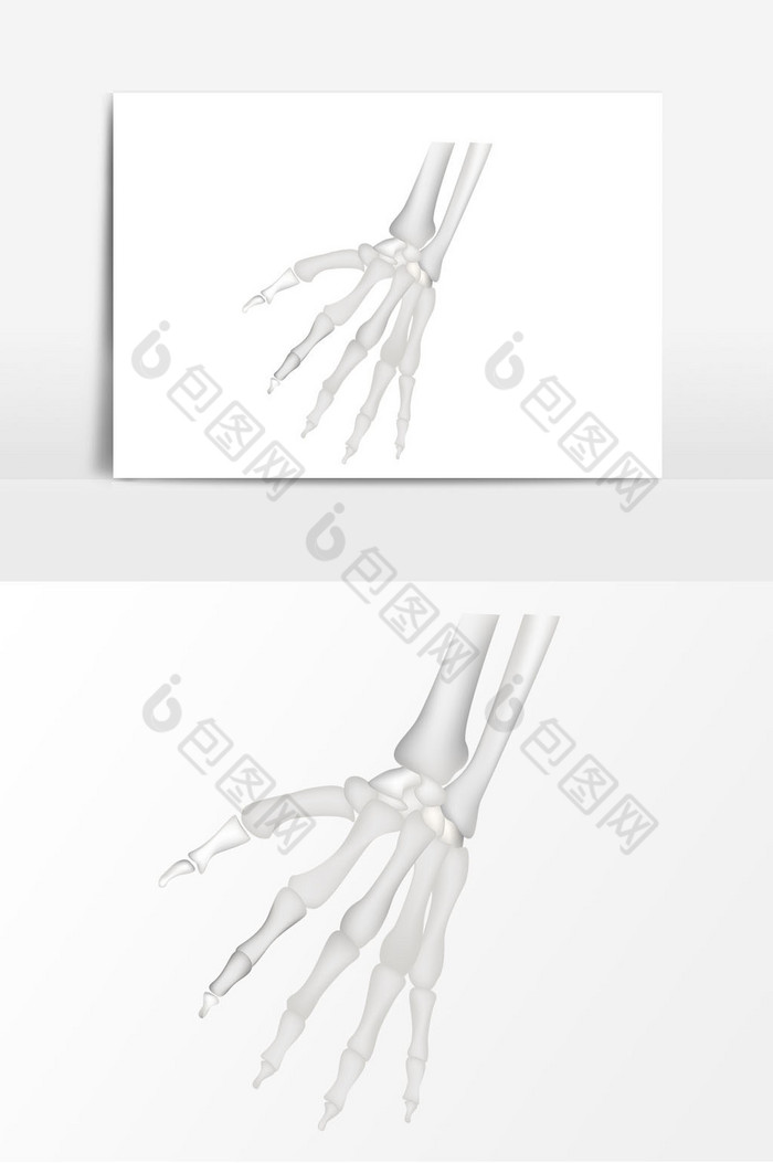 手指手掌骨骼骨头图片图片