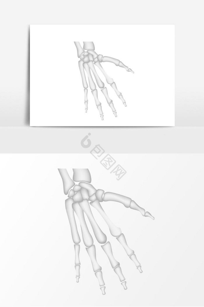 手指骨骼图片