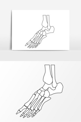 脚骨骨骼矢量元素
