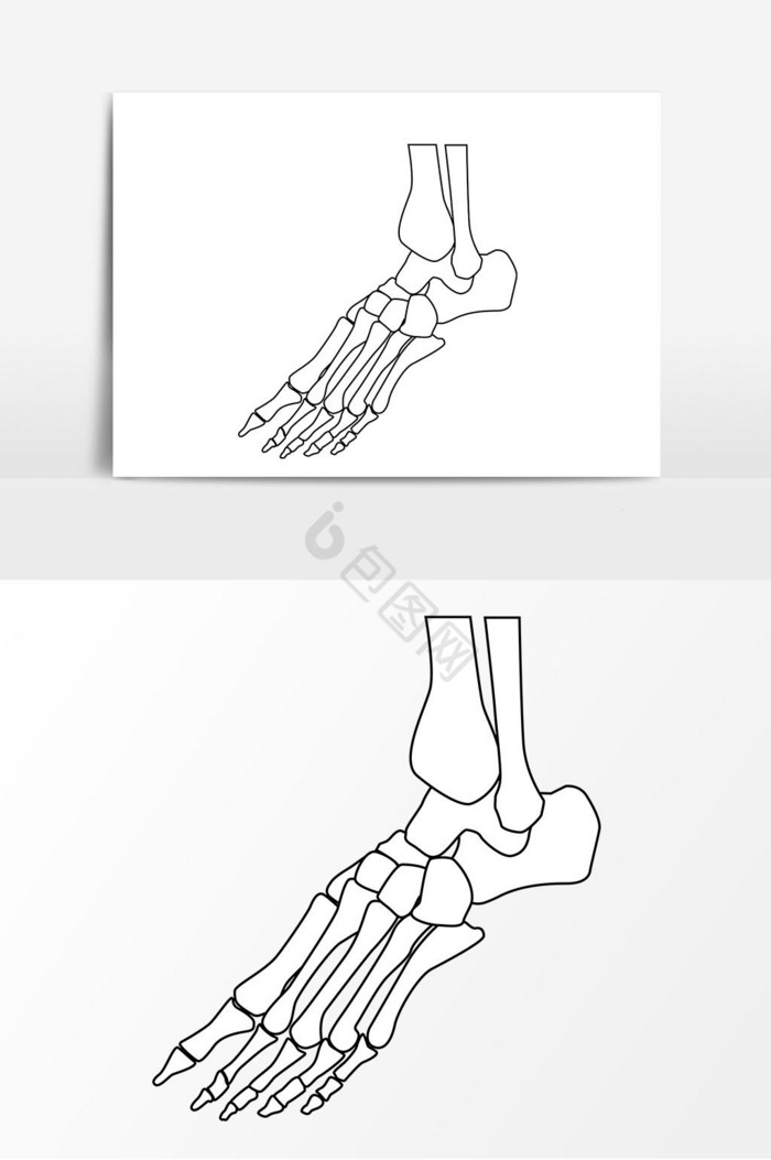 脚骨骨骼图片