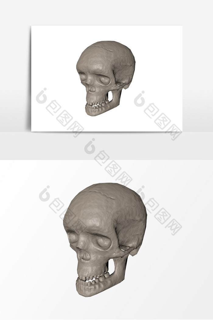 人体骨骼模型头骨