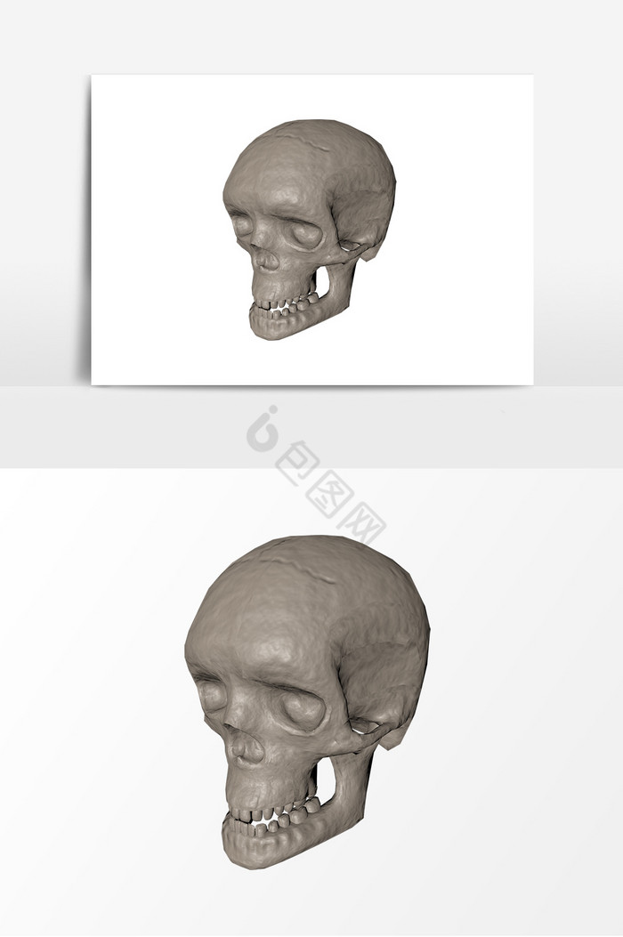 人体骨骼模型头骨图片