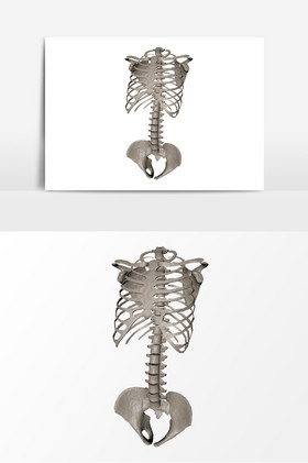 胸骨舌骨肌图片胸骨舌骨肌素材免费下载包图网