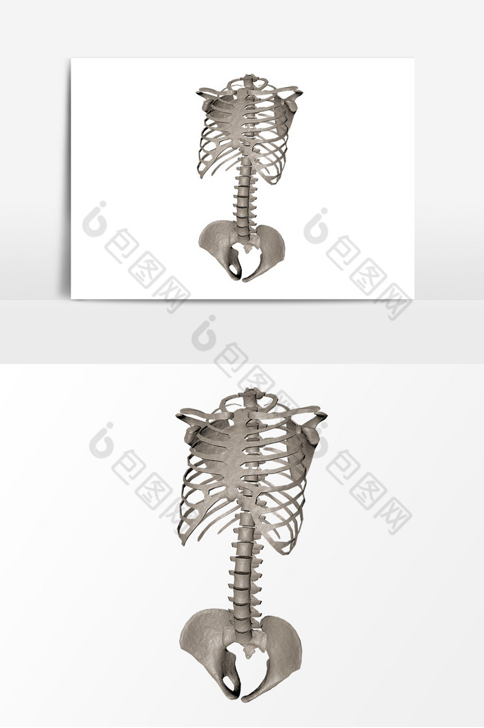 人體骨架模型胸骨
