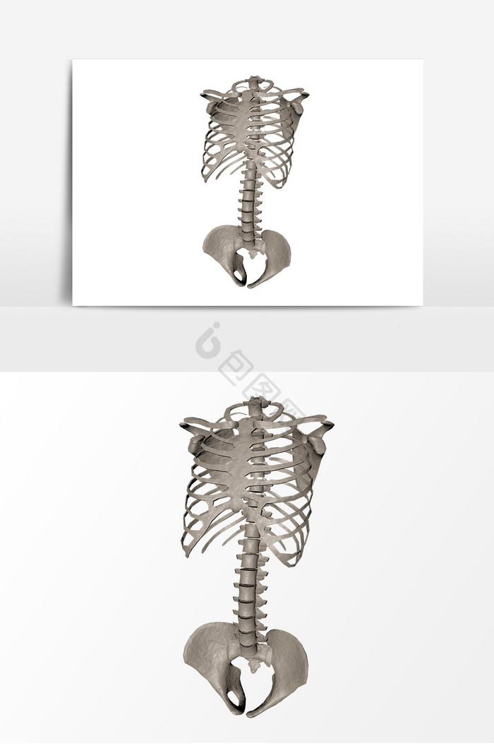 人体骨架模型胸骨图片