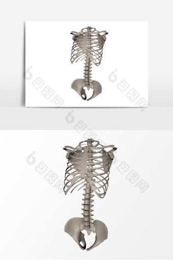 人体骨架模型胸骨图片