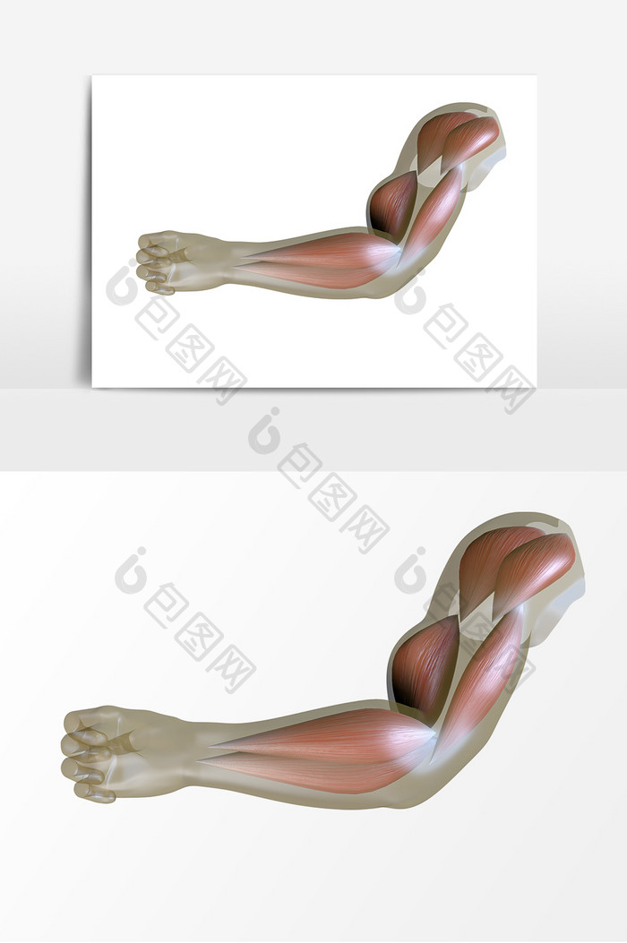 人体肌肉构造手臂模型
