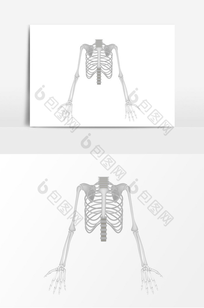 骨骼骨架子图片图片