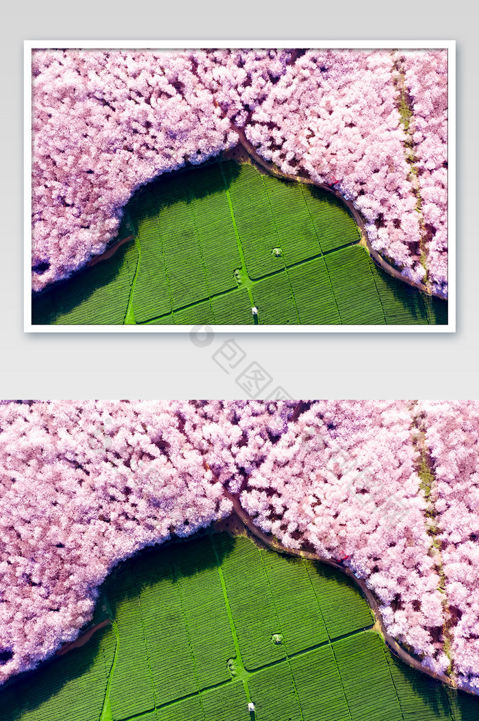 唯美春天粉色樱花园摄影图片
