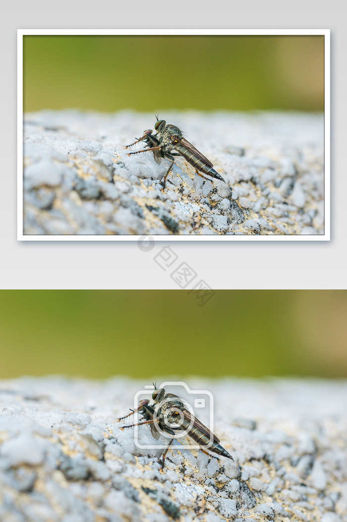 虻虫昆虫微距摄影图片