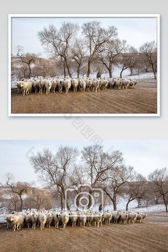冬日坝上羊群拍摄图图片