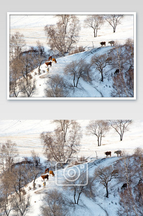 原上冬雪天放牧风景图