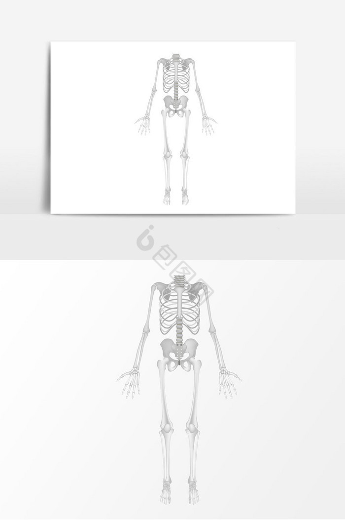 骨头图片-骨头素材免费下载-包图网