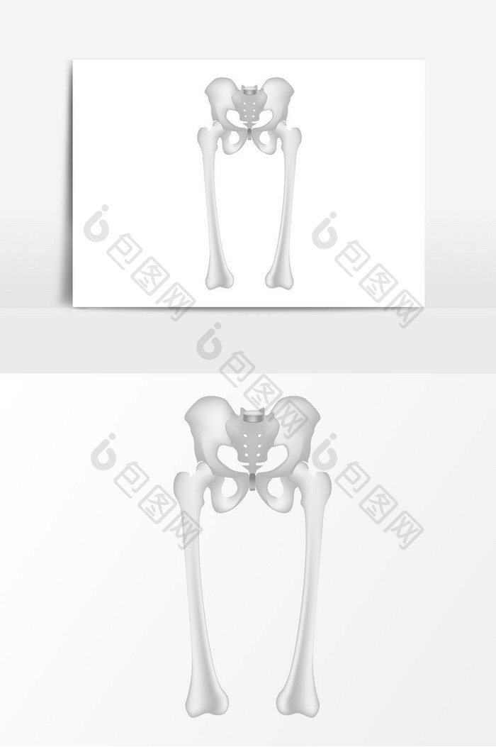 盆骨骨骼矢量元素