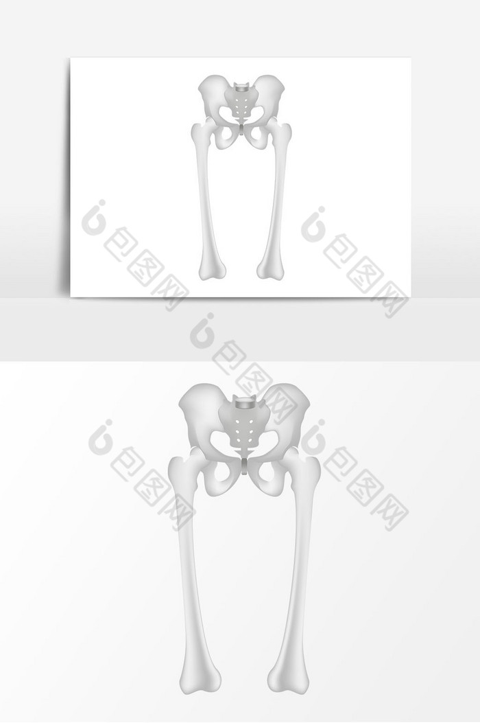 盆骨骨骼图片图片