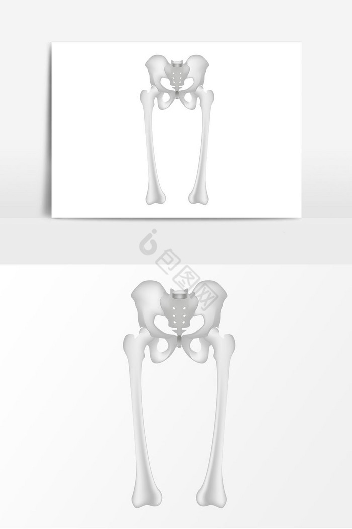 盆骨骨骼图片